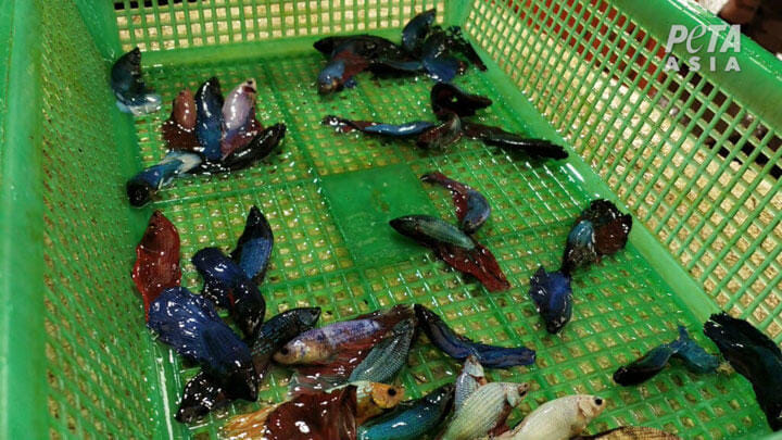 熱帯魚ベタの 虐待映像 を公開 動物愛護団体がボイコット呼び掛ける ワールド 最新記事 ニューズウィーク日本版 オフィシャルサイト