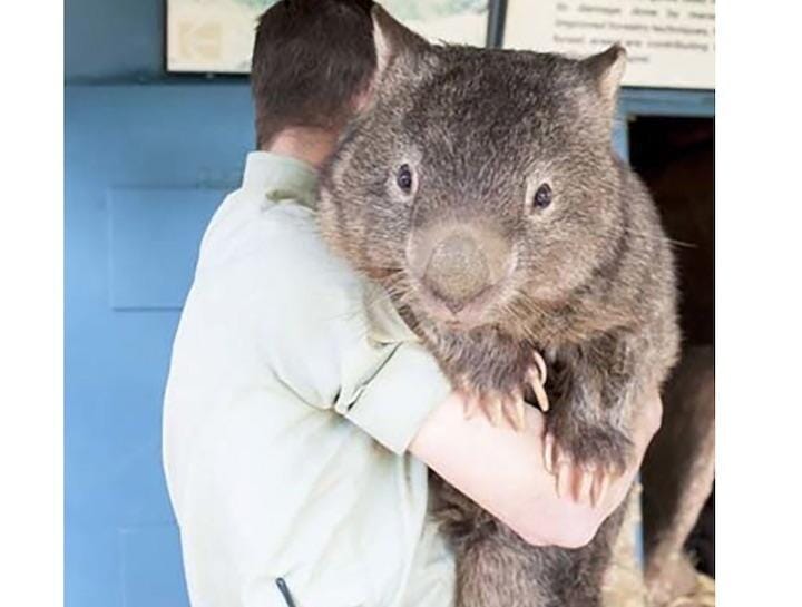 オーストラリア森林火災 ウォンバットが野生動物を救出 は本当 ニューズウィーク日本版 オフィシャルサイト