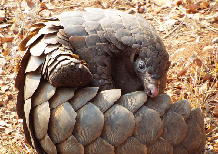 漢方 センザンコウ