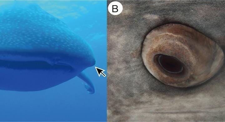 ジンベエザメの目は大量の 皮歯 によって保護されていた ワールド 最新記事 ニューズウィーク日本版 オフィシャルサイト