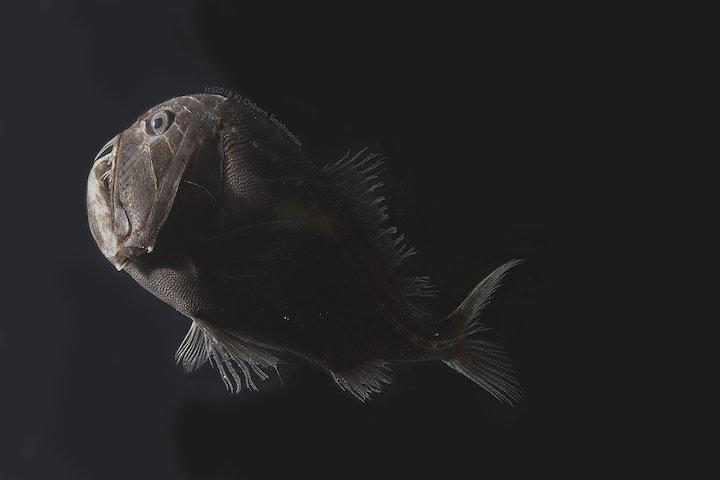 光を99 吸収 最も黒い深海魚が発見される ニューズウィーク日本版 オフィシャルサイト