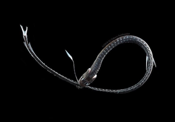 光を99 吸収 最も黒い深海魚が発見される ニューズウィーク日本版 オフィシャルサイト 光を99 吸収 最も黒い深海魚が発見される ニューズウィーク日本版 オフィシャルサイト