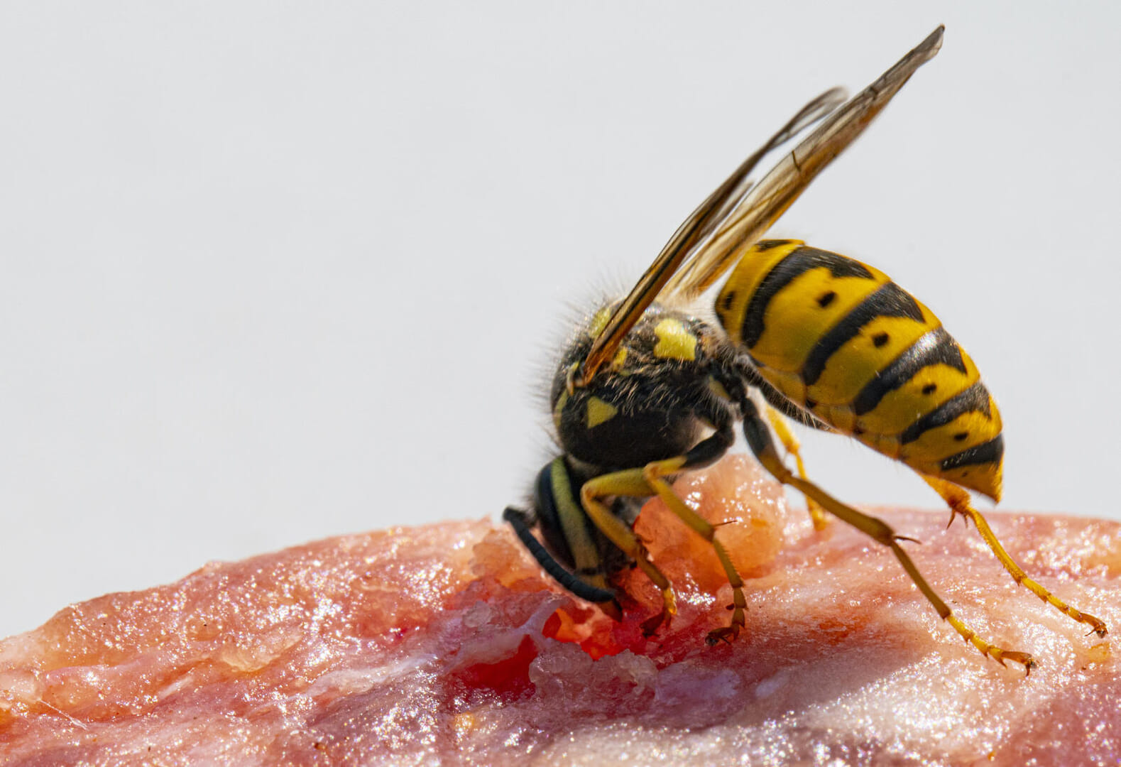 ハチに舌を刺された男性 自分の舌で窒息死 ワールド 最新記事 ニューズウィーク日本版 オフィシャルサイト