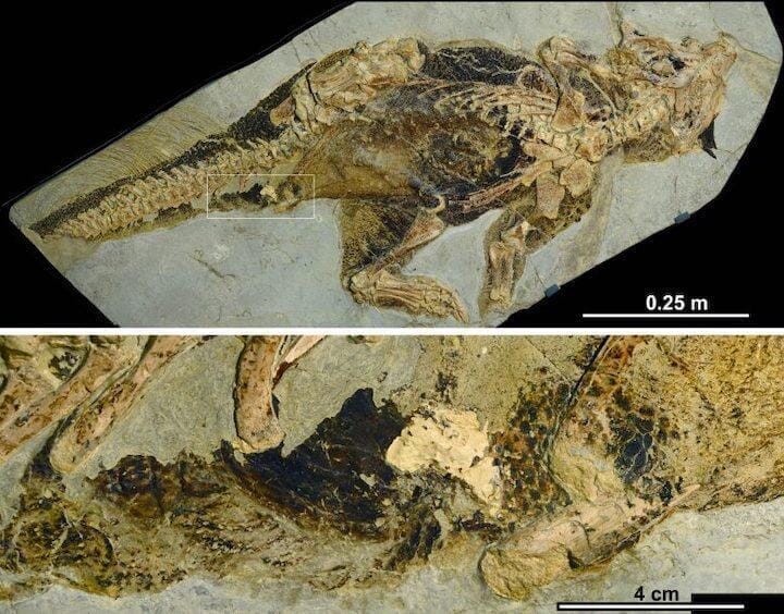 Psittacosaurus-Specimen-777x609.jpg
