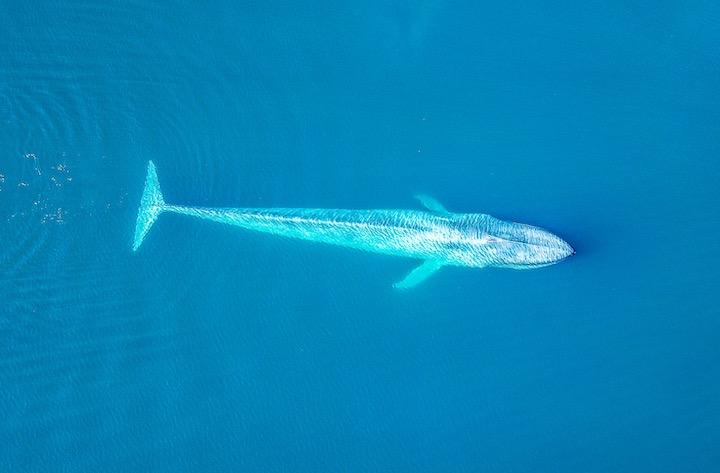 シロナガスクジラが密集した船舶との接触を恐れ右往左往する様子が調査された ニューズウィーク日本版 オフィシャルサイト