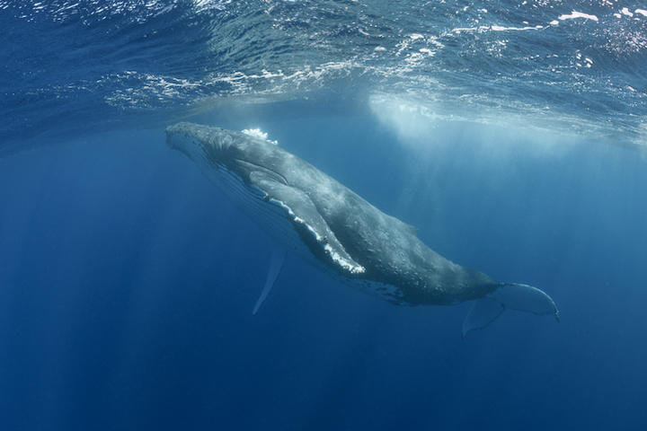 動画 2300万回再生 クジラとの 超自然的 遭遇 ニューズウィーク日本版 オフィシャルサイト
