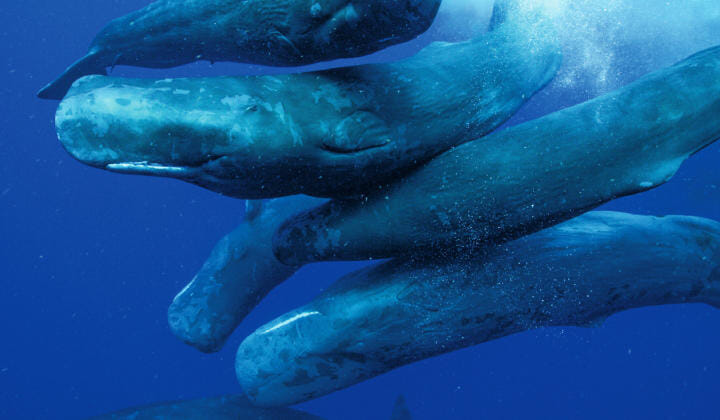 専門家でさえ初めて見るクジラの貴重映像 海の神秘に迫ったj キャメロン ニューズウィーク日本版 オフィシャルサイト
