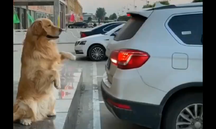 オーライ オーライ Ok 完璧に駐車を誘導する 犬 が大人気に ニューズウィーク日本版 オフィシャルサイト オーライ オーライ Ok 完璧に駐車を誘導する 犬 が大人気に ニューズウィーク日本版 オフィシャルサイト