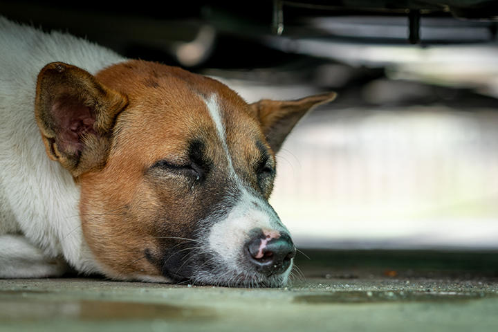 汚物まみれのケージで見つかった23匹の瀕死の犬 ニューズウィーク日本版 オフィシャルサイト 汚物まみれのケージで見つかった23匹の瀕死の犬 ニューズウィーク日本版 オフィシャルサイト
