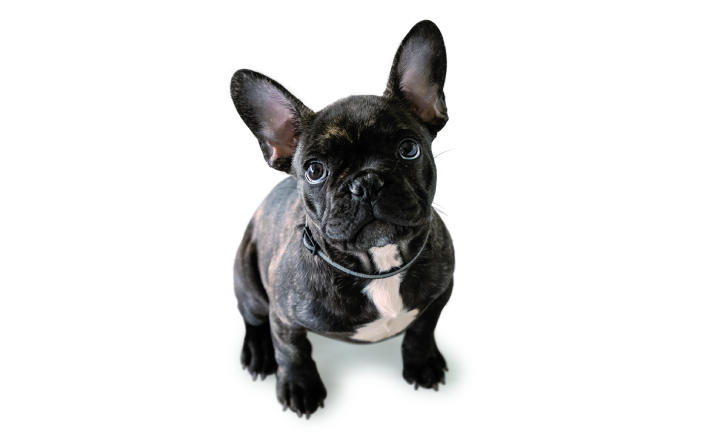 小さな子供がいる家庭にぴったり 優しい 性格が特長の小型犬種 ニューズウィーク日本版 オフィシャルサイト