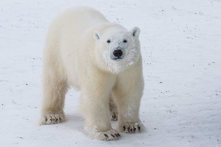 シロクマに包囲され逃げられないロシア観測隊 番犬犠牲に ニューズウィーク日本版 オフィシャルサイト