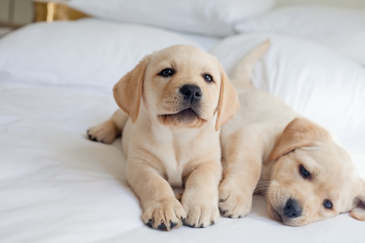 結婚生活やパートナーとの関係に悩んだら かわいい子犬の画像を眺めてみよう ニューズウィーク日本版 オフィシャルサイト