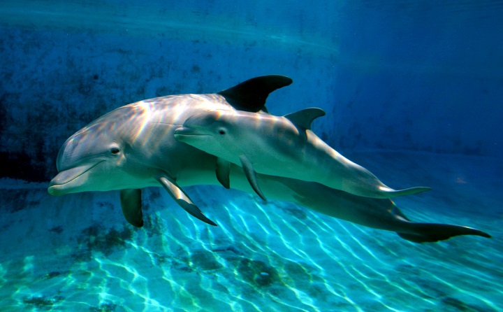 イルカの赤ちゃんはなぶり殺しだった ニューズウィーク日本版 オフィシャルサイト