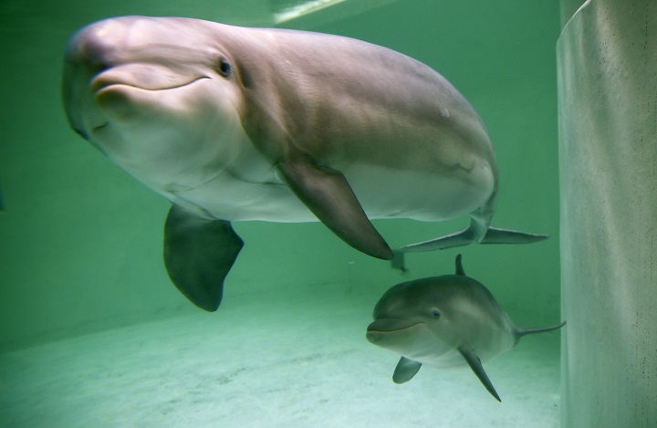 イルカの赤ちゃん 興奮した人間たちの自撮りでショック死 ニューズウィーク日本版 オフィシャルサイト
