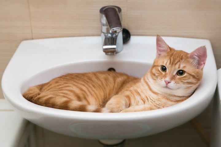 洗面台の猫癒し