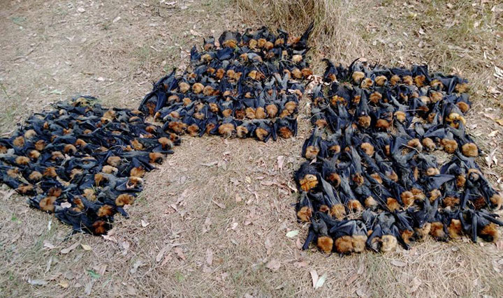 猛暑で脳が沸騰 コウモリの子供が大量死 ワールド 最新記事 ニューズウィーク日本版 オフィシャルサイト 猛暑で脳が沸騰 コウモリの子供が大量死 ワールド 最新記事 ニューズウィーク日本版 オフィシャルサイト