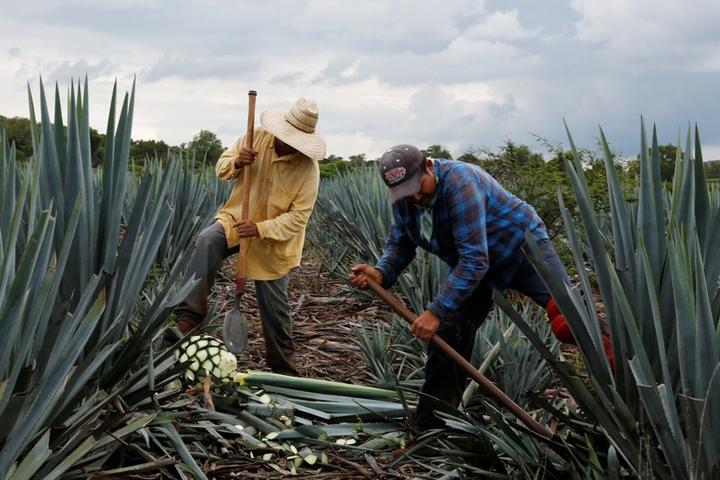 メキシコでテキーラ原料のアガベ不足が深刻化 世界的人気が裏目に ワールド 最新記事 ニューズウィーク日本版 オフィシャルサイト
