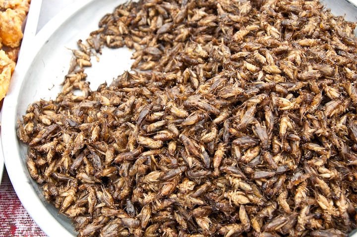 昆虫食はすでに日常 カナダの大手スーパー コオロギ粉 全国販売開始 ワールド 最新記事 ニューズウィーク日本版 オフィシャルサイト