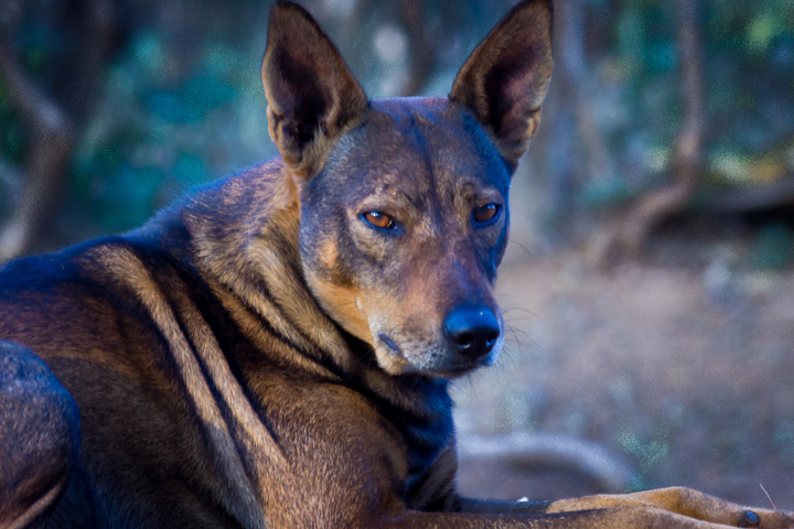 インドで 野犬集団 にかみ殺された子供が12人に 屋外のトイレに出て襲われた子も ニューズウィーク日本版 オフィシャルサイト