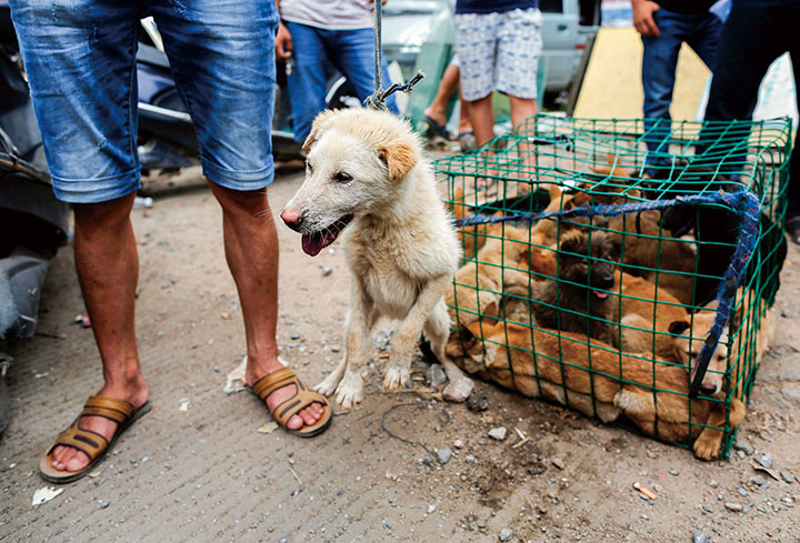 世界が激怒する中国 犬肉祭り の残酷さ ニューズウィーク日本版 オフィシャルサイト