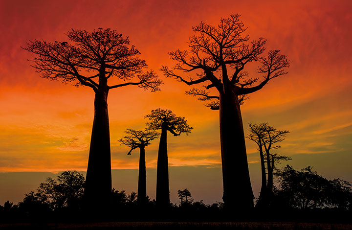 アフリカの大きな木 バオバブ (アジア・アフリカ絵本シリーズ アフリカ