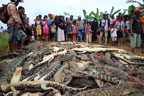 インドネシア 住民死亡の敵討ちでワニ292匹を虐殺 一番怖いのはヒトだった ワールド 最新記事 ニューズウィーク日本版 オフィシャルサイト