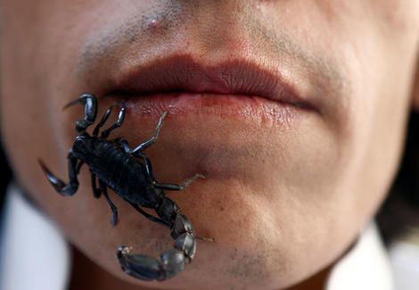 ブラジルの街中でサソリの大繁殖が始まった 昨年死者0人 ニューズウィーク日本版 オフィシャルサイト