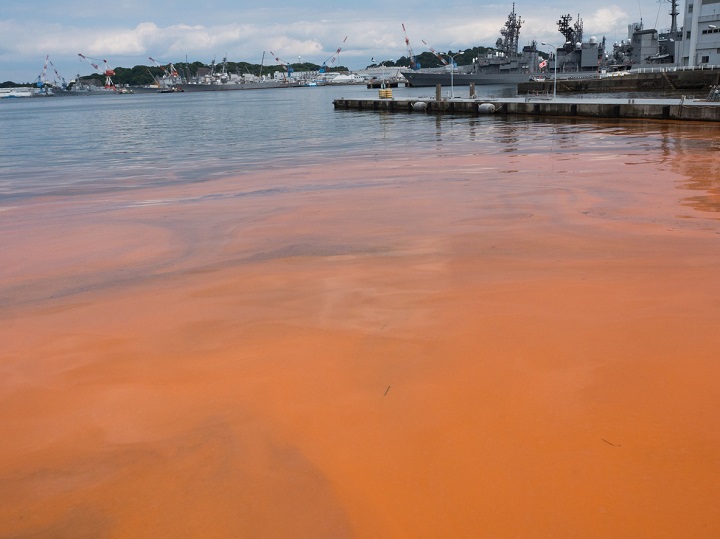 フロリダの科学者が赤潮の浄化に成功 ワールド 最新記事 ニューズウィーク日本版 オフィシャルサイト