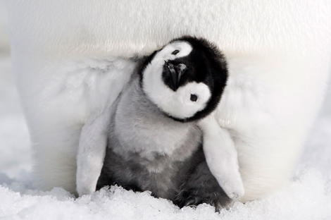 かわいいだけじゃない 映画 皇帝ペンギン ただいま で温暖化問題を考える ワールド 最新記事 ニューズウィーク日本版 オフィシャルサイト