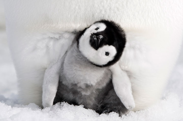 かわいいだけじゃない 映画 皇帝ペンギン ただいま で温暖化問題を考える ニューズウィーク日本版 オフィシャルサイト