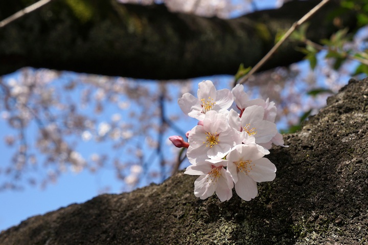 韓国 の 反応 まとめ 桜