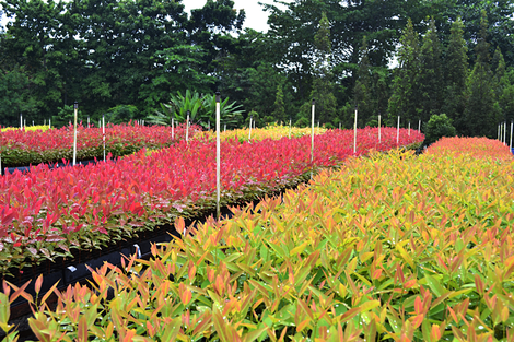 森を再生し森と共存を目指すインドネシアの挑戦 5年で1万本の植林活動 ワールド 最新記事 ニューズウィーク日本版 オフィシャルサイト