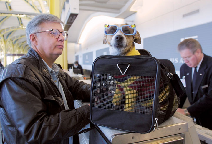 ペットは飛行機の乗客 機内と機外で激論が ニューズウィーク日本版 オフィシャルサイト