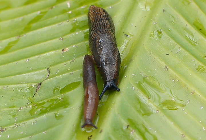 寄生虫 カタツムリ