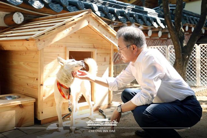 金正恩からもらった犬が子犬を出産 文在寅は 南北和平の兆し と ニューズウィーク日本版 オフィシャルサイト