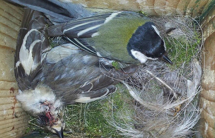 地球温暖化で鳥類 血の抗争 が始まった 敵を殺し脳を食べる行動も ニューズウィーク日本版 オフィシャルサイト