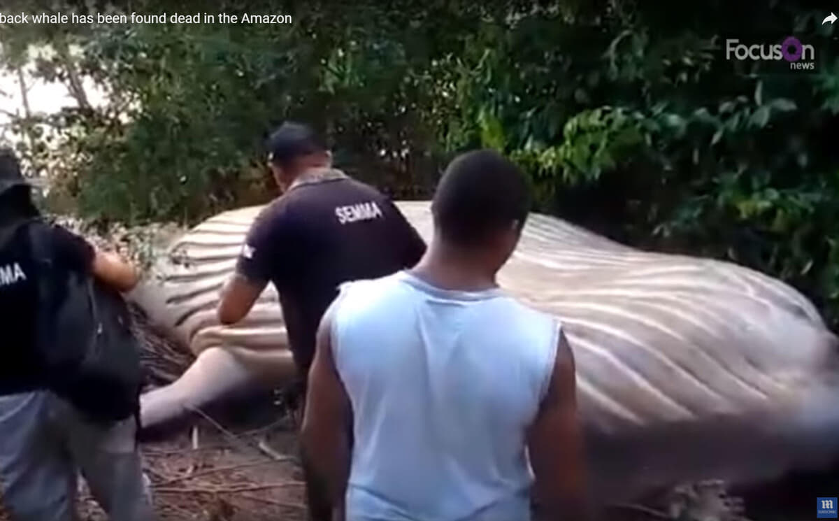 アマゾンのジャングルに打ち上げられたザトウクジラの不思議 ニューズウィーク日本版 オフィシャルサイト