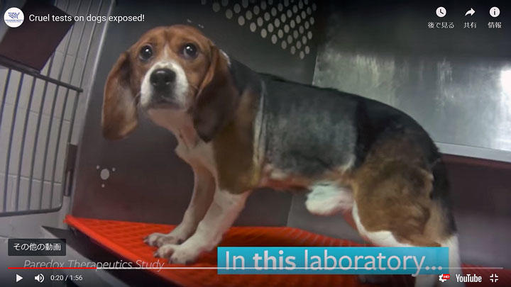 動画 動物実験に使われている36匹のビーグル犬の命を救え ニューズウィーク日本版 オフィシャルサイト