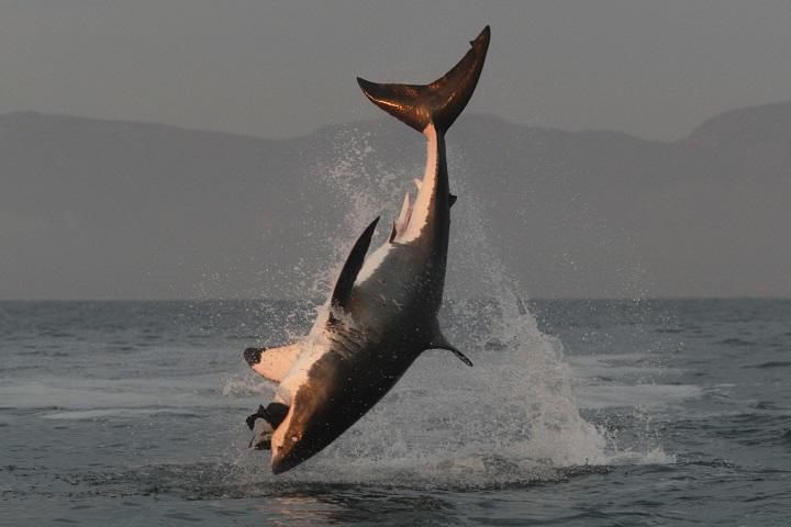 巨大なホホジロザメが一匹残らず逃げる相手は ワールド 最新記事 ニューズウィーク日本版 オフィシャルサイト