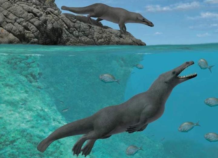 四本足のクジラの祖先が南米ペルーで初めて見つかる ワールド 最新記事 ニューズウィーク日本版 オフィシャルサイト