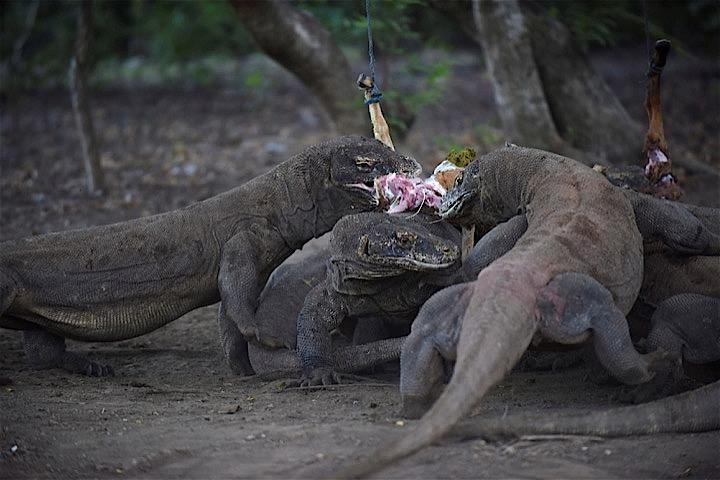 人を襲う｢生きた恐竜｣の島閉鎖 インドネシア､ドラゴンとともに観光収入