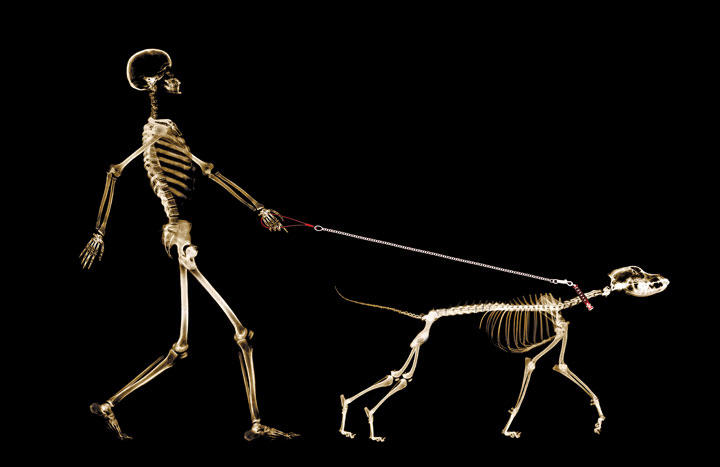 イヌはオオカミから進化した最強のパートナー｜ニューズウィーク日本版