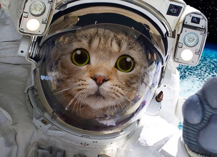 世界初 ネコの宇宙葬が行われることに 名前はピカチュウ ワールド 最新記事 ニューズウィーク日本版 オフィシャルサイト