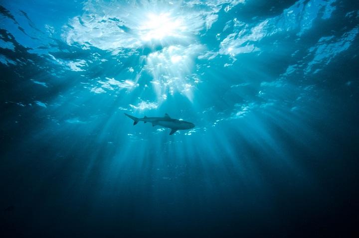 トップ 100 サメ と 泳ぐ - 新しい壁紙HD
