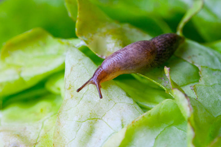 ハワイで旅行者がヒトの脳に寄生する寄生虫にあいついで感染 ニューズウィーク日本版 オフィシャルサイト