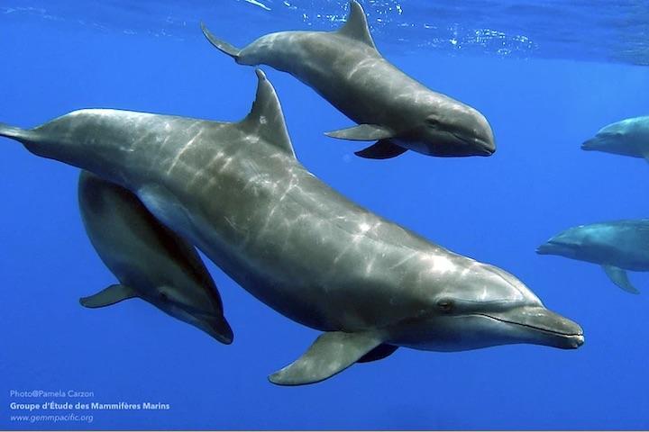 イルカがクジラの子どもを育てる様子が世界で初めてとらえられる ワールド 最新記事 ニューズウィーク日本版 オフィシャルサイト