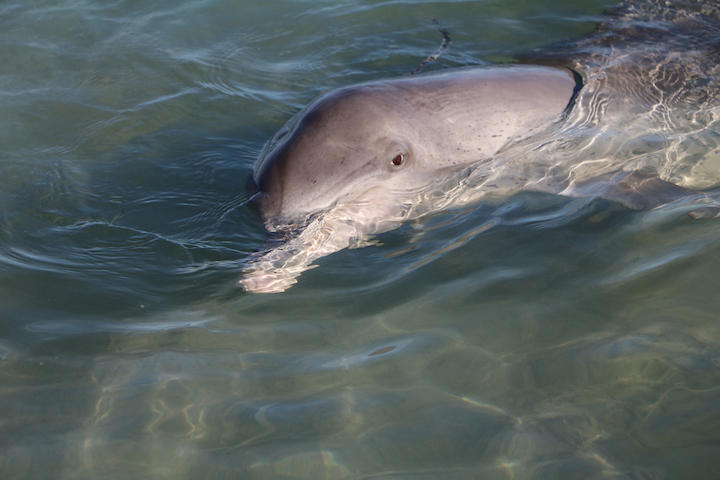 野生のイルカの抗生物質への耐性が著しく高まっていた ニューズウィーク日本版 オフィシャルサイト