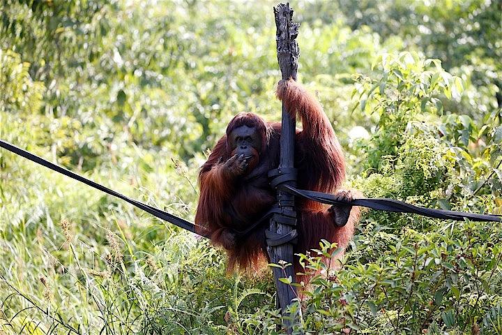 野生動物の棲む静寂の森は喧騒の都市に インドネシア首都移転の波紋 ニューズウィーク日本版 オフィシャルサイト 野生動物の棲む静寂の森は喧騒の都市に インドネシア首都移転の波紋 ニューズウィーク日本版 オフィシャルサイト