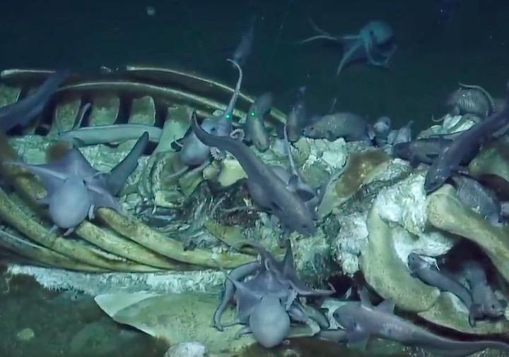 水深30メートル クジラの死骸に群がる深海魚 撮影される ワールド 最新記事 ニューズウィーク日本版 オフィシャルサイト