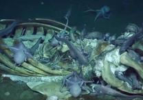 寄生虫 カタツムリ